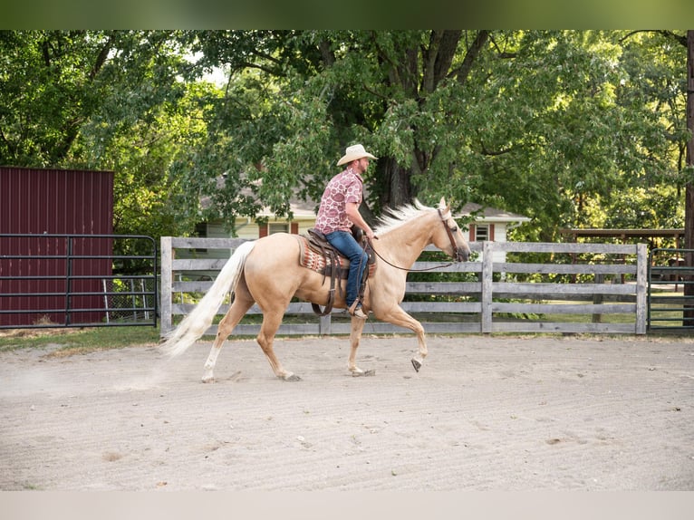 American Quarter Horse Gelding 6 years 15,2 hh Palomino in Middletown OH