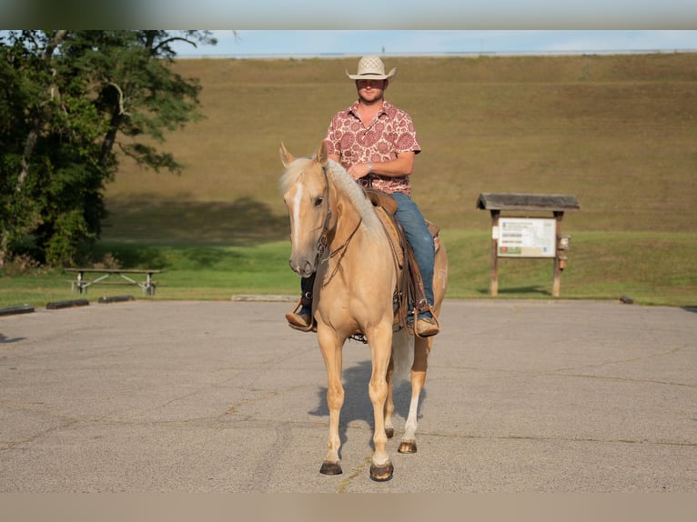 American Quarter Horse Gelding 6 years 15,2 hh Palomino in Middletown OH