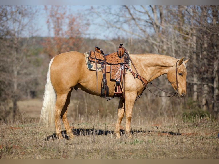 American Quarter Horse Gelding 6 years 15,2 hh Palomino in Rusk TX