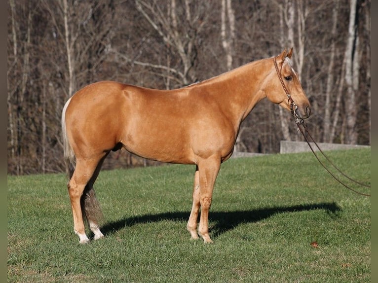 American Quarter Horse Gelding 6 years 15,2 hh Palomino in Mount Vernon, Ky