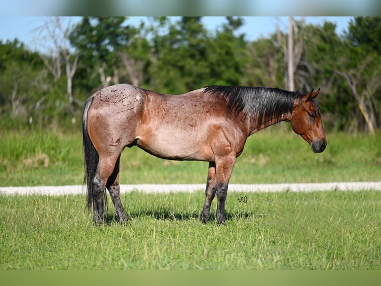 American Quarter Horse Gelding 6 years 15,2 hh Roan-Bay in Barry