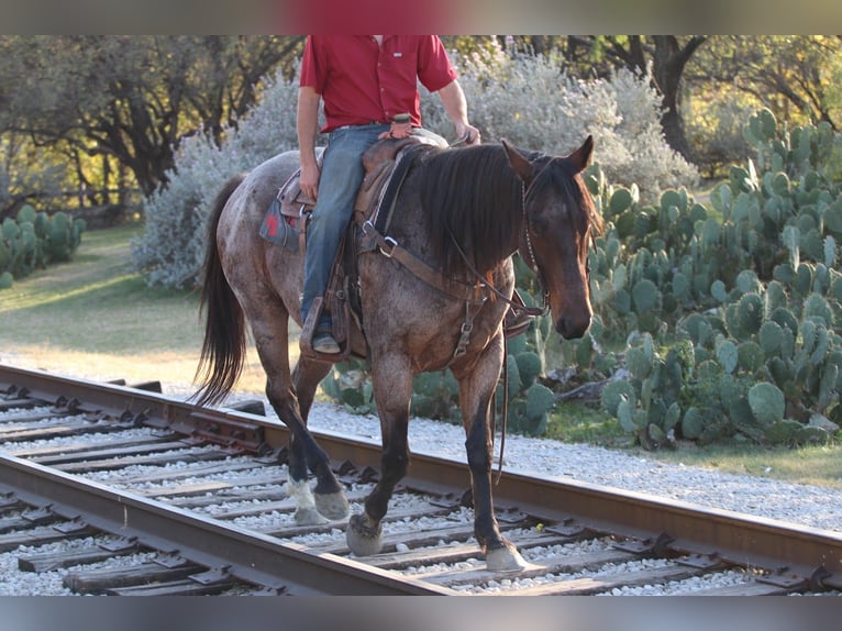 American Quarter Horse Gelding 6 years 15.2 hh Roan-Bay in Mineral Wells
