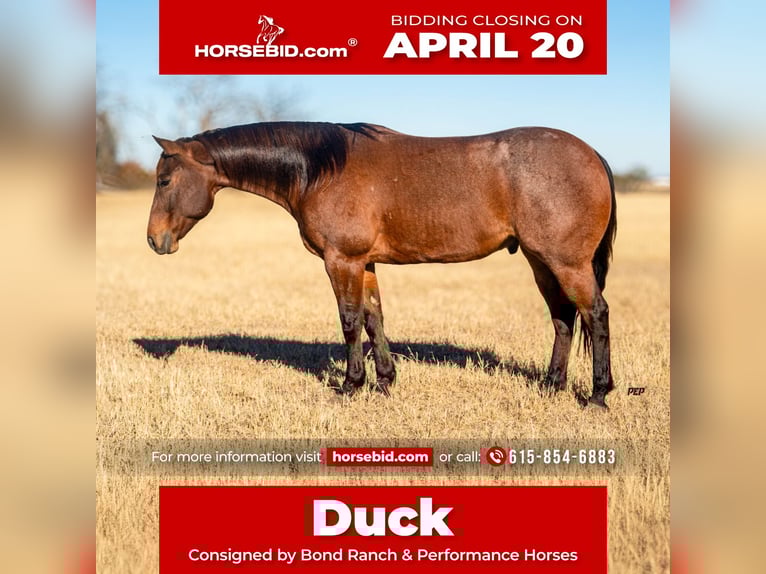 American Quarter Horse Gelding 6 years 15.2 hh Roan-Bay in Ranger