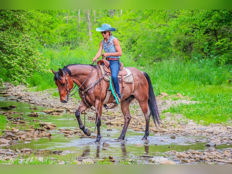 American Quarter Horse Gelding 6 years 15,2 hh Roan-Bay in Flemingsburg KY