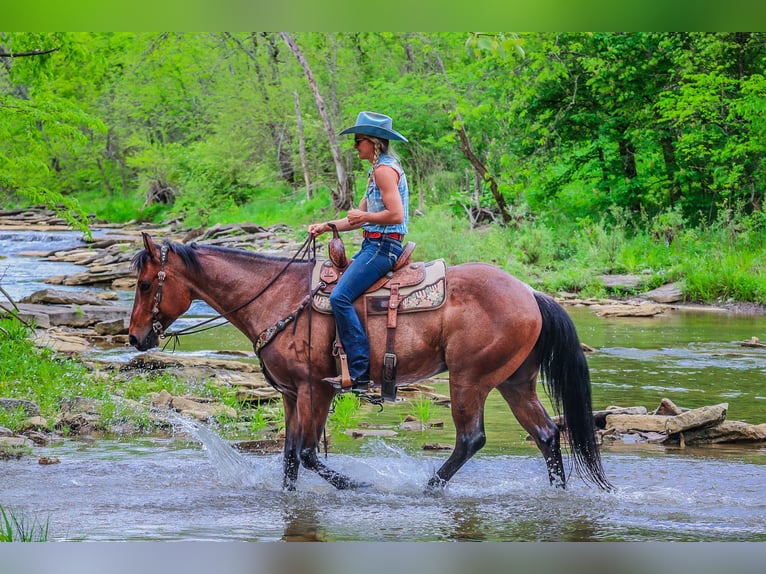 American Quarter Horse Gelding 6 years 15,2 hh Roan-Bay in Flemingsburg KY