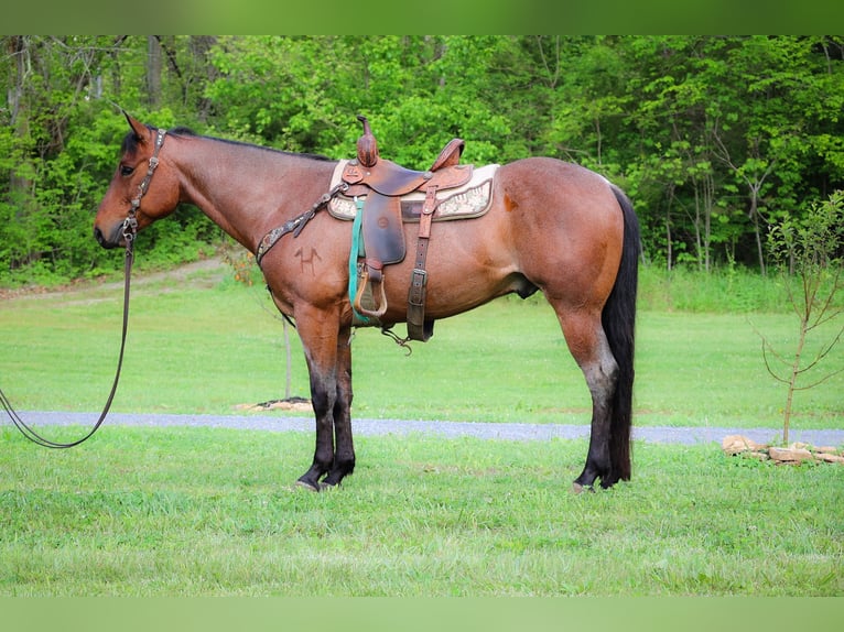 American Quarter Horse Gelding 6 years 15,2 hh Roan-Bay in Flemingsburg KY