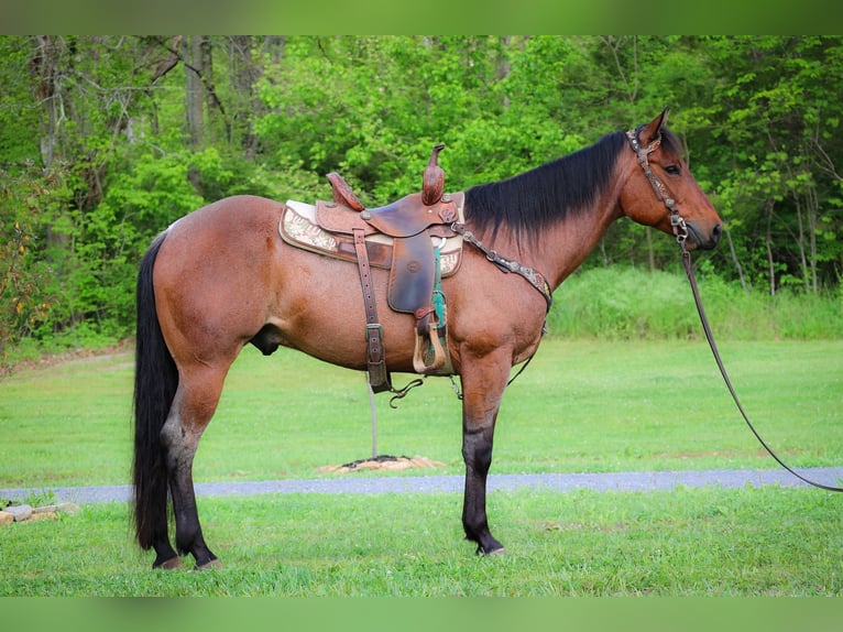 American Quarter Horse Gelding 6 years 15,2 hh Roan-Bay in Flemingsburg KY