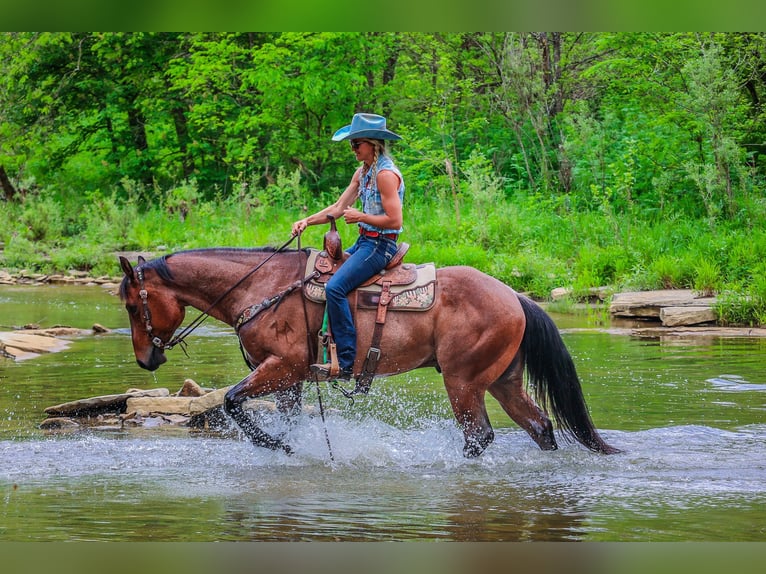 American Quarter Horse Gelding 6 years 15,2 hh Roan-Bay in Flemingsburg KY