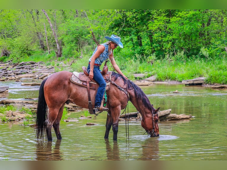 American Quarter Horse Gelding 6 years 15,2 hh Roan-Bay in Flemingsburg KY