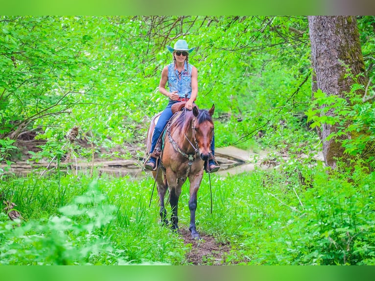 American Quarter Horse Gelding 6 years 15,2 hh Roan-Bay in Flemingsburg KY