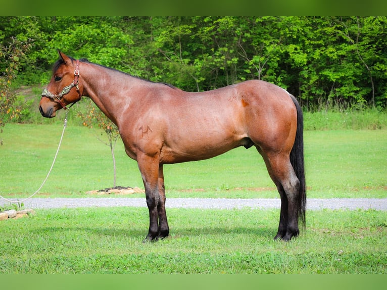 American Quarter Horse Gelding 6 years 15,2 hh Roan-Bay in Flemingsburg KY