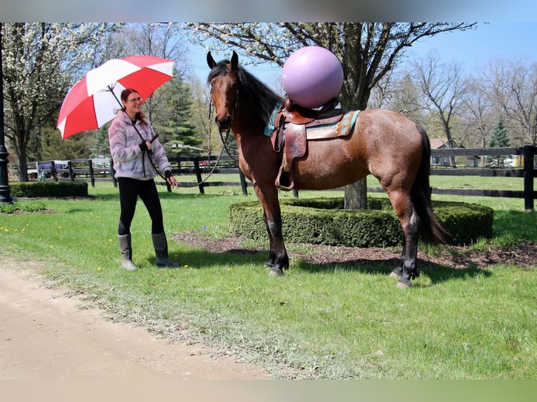 American Quarter Horse Gelding 6 years 15,2 hh Roan-Bay in HIghland MI