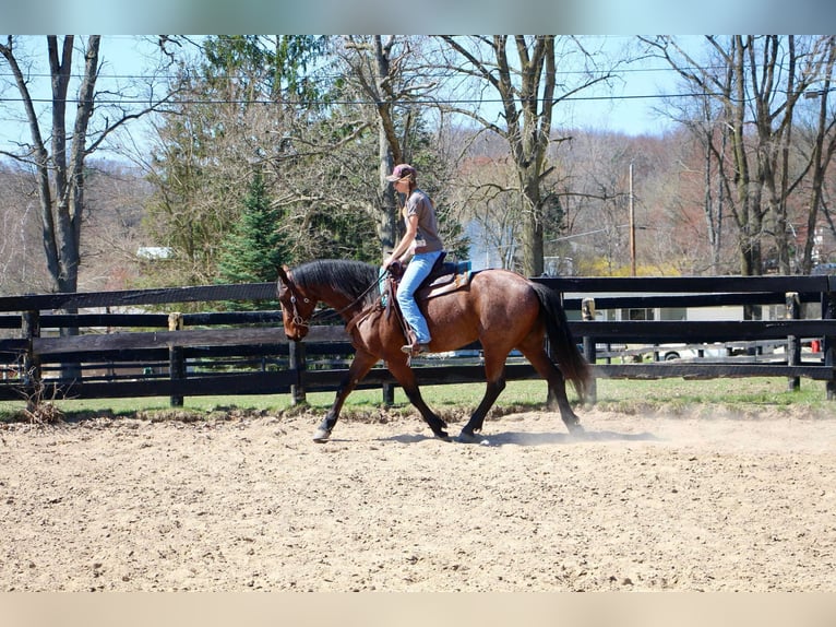 American Quarter Horse Gelding 6 years 15,2 hh Roan-Bay in HIghland MI