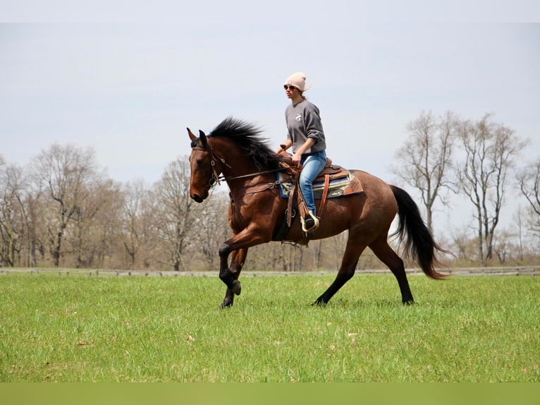 American Quarter Horse Gelding 6 years 15,2 hh Roan-Bay in HIghland MI