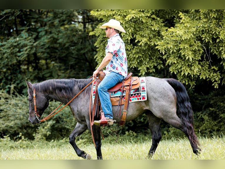 American Quarter Horse Gelding 6 years 15,2 hh Roan-Blue in Santa Fe TN