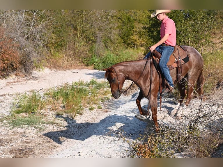 American Quarter Horse Gelding 6 years 15,2 hh Roan-Red in Waco, TX