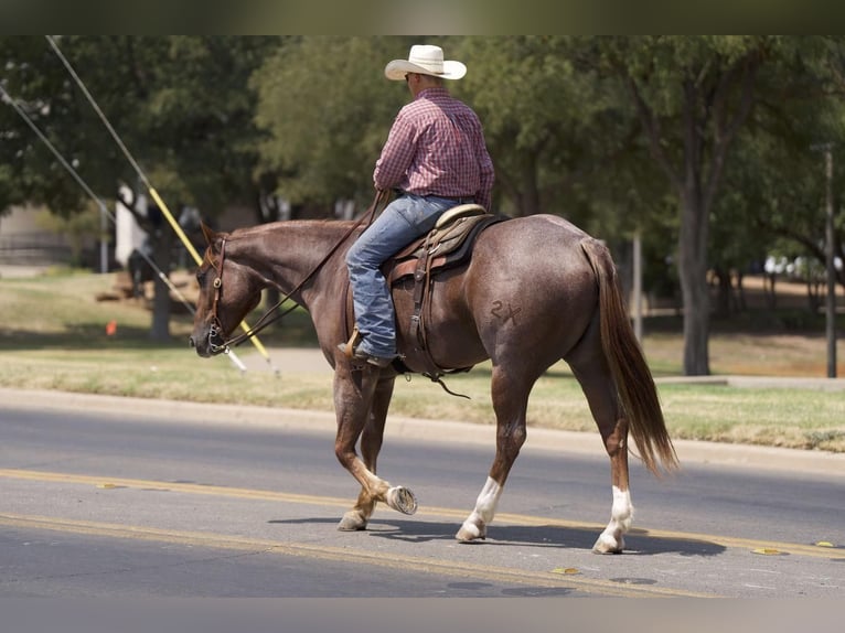 American Quarter Horse Gelding 6 years 15,2 hh Roan-Red in Waco, TX