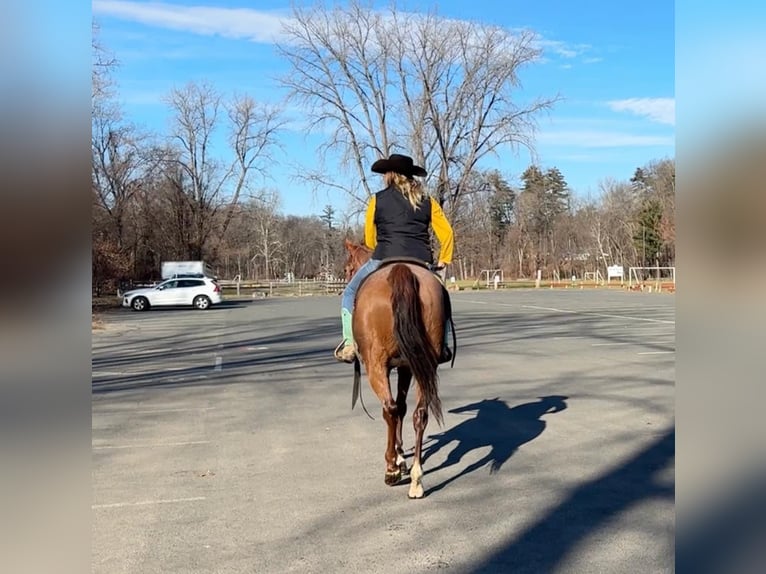 American Quarter Horse Gelding 6 years 15,2 hh Roan-Red in Northfield, MA