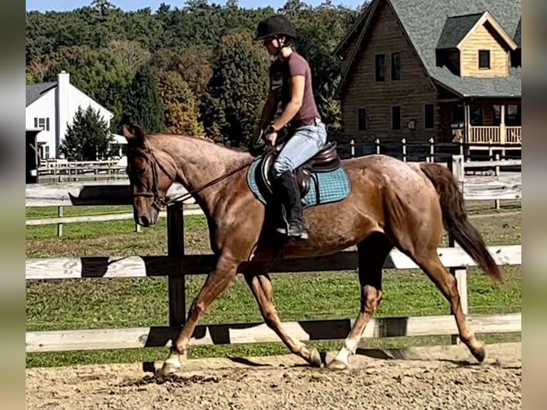 American Quarter Horse Gelding 6 years 15,2 hh Roan-Red in Northfield, MA