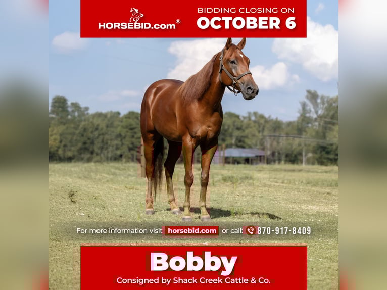 American Quarter Horse Gelding 6 years 15,2 hh Sorrel in Sheridan