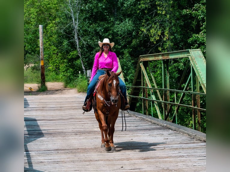 American Quarter Horse Gelding 6 years 15,2 hh Sorrel in Nevis, MN