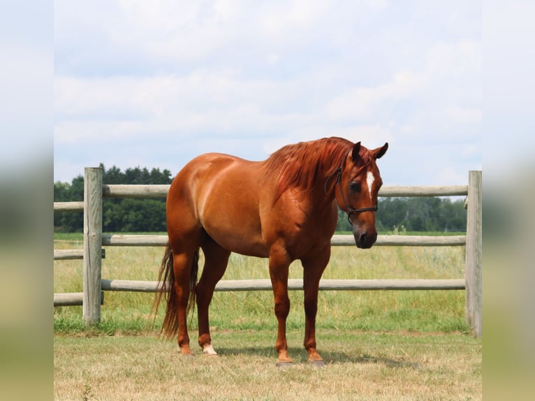 American Quarter Horse Gelding 6 years 15,2 hh Sorrel in Nevis, MN