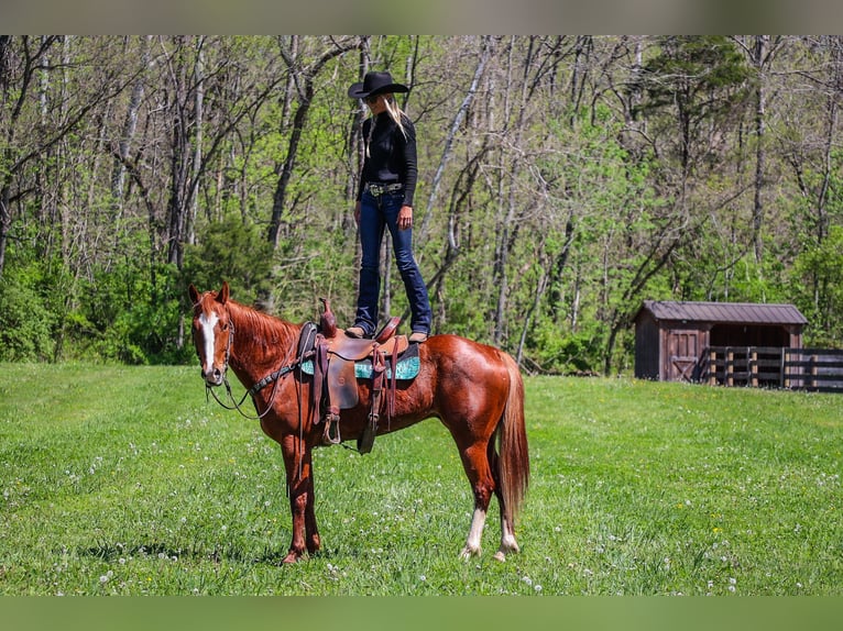 American Quarter Horse Gelding 6 years 15,2 hh Sorrel in Flemingsburg KY