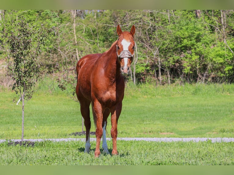 American Quarter Horse Gelding 6 years 15,2 hh Sorrel in Flemingsburg KY