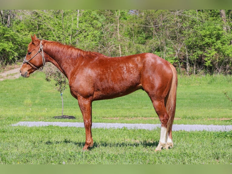 American Quarter Horse Gelding 6 years 15,2 hh Sorrel in Flemingsburg KY