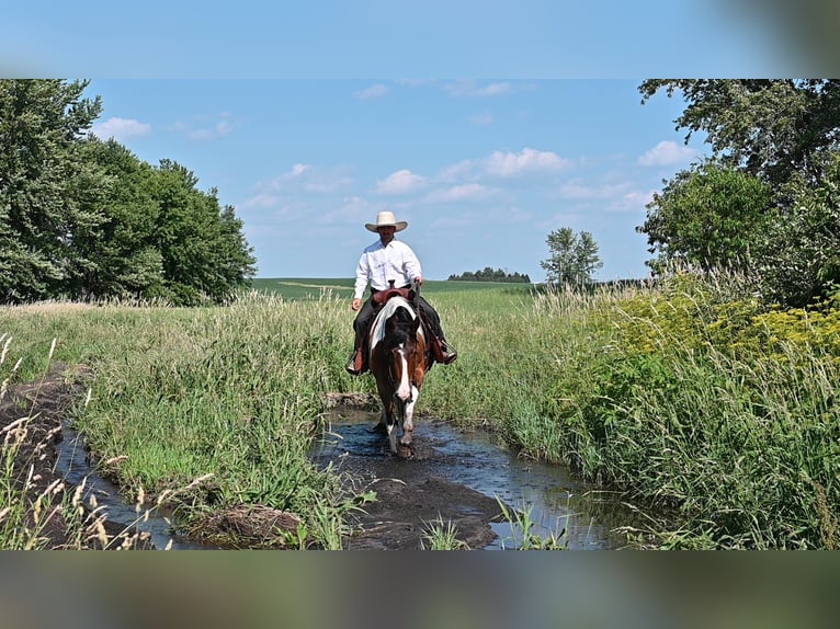 American Quarter Horse Gelding 6 years 15,2 hh Tobiano-all-colors in Fairbank IA