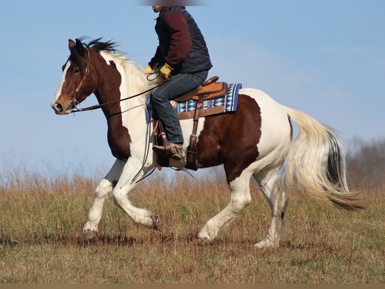 American Quarter Horse Gelding 6 years 15,2 hh Tobiano-all-colors in Brodhead KY