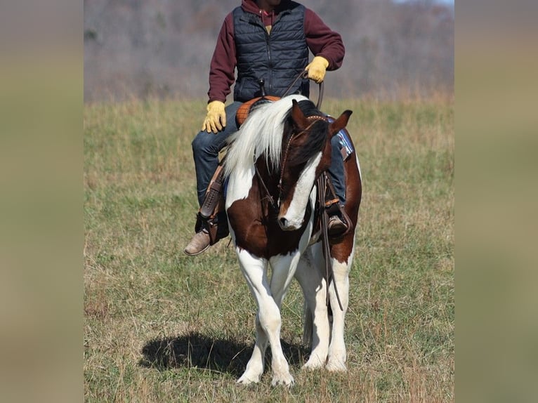 American Quarter Horse Gelding 6 years 15,2 hh Tobiano-all-colors in Brodhead KY