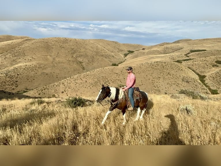 American Quarter Horse Gelding 6 years 15.2 hh Tobiano-all-colors in Caldwell ID