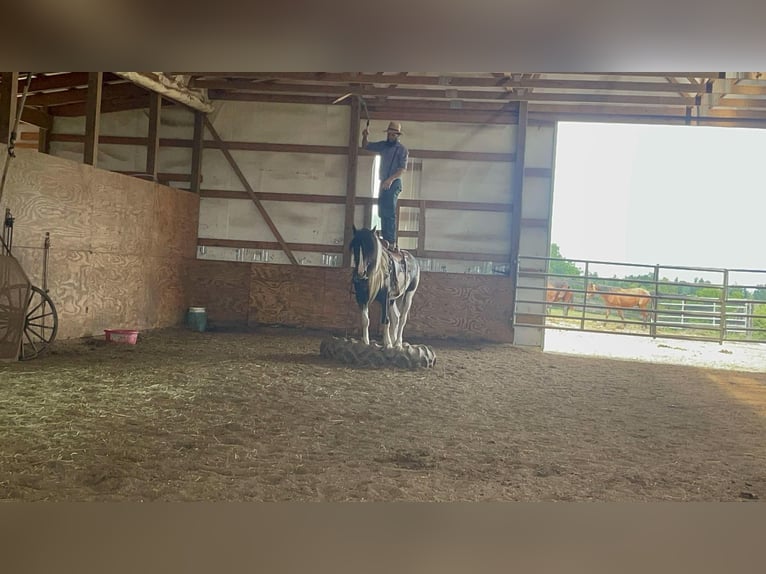 American Quarter Horse Gelding 6 years 15,2 hh Tobiano-all-colors in Grassy Creek KY