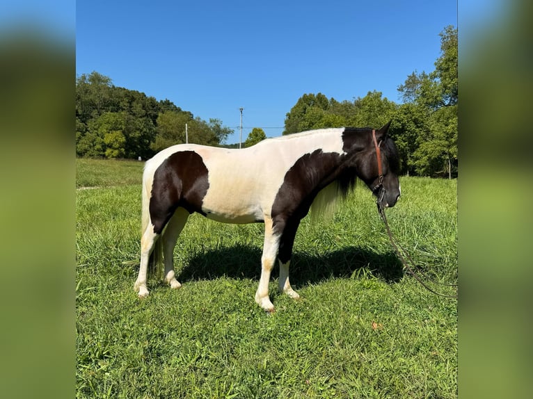 American Quarter Horse Gelding 6 years 15,2 hh Tobiano-all-colors in Grassy Creek KY