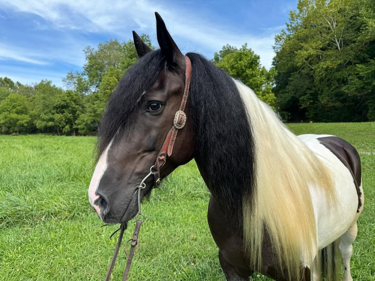 American Quarter Horse Gelding 6 years 15,2 hh Tobiano-all-colors in Grassy Creek KY