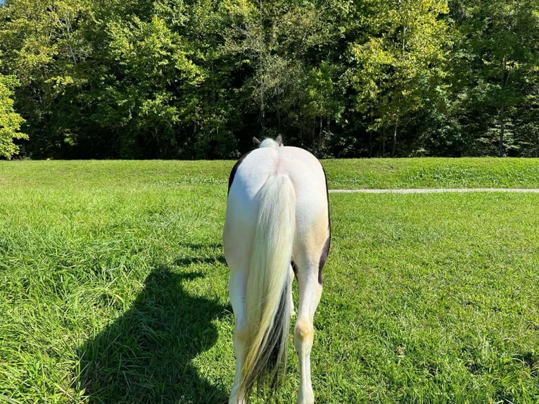 American Quarter Horse Gelding 6 years 15,2 hh Tobiano-all-colors in Grassy Creek KY