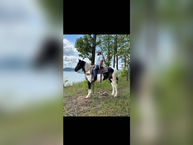 American Quarter Horse Gelding 6 years 15,2 hh Tobiano-all-colors in Grassy Creek KY