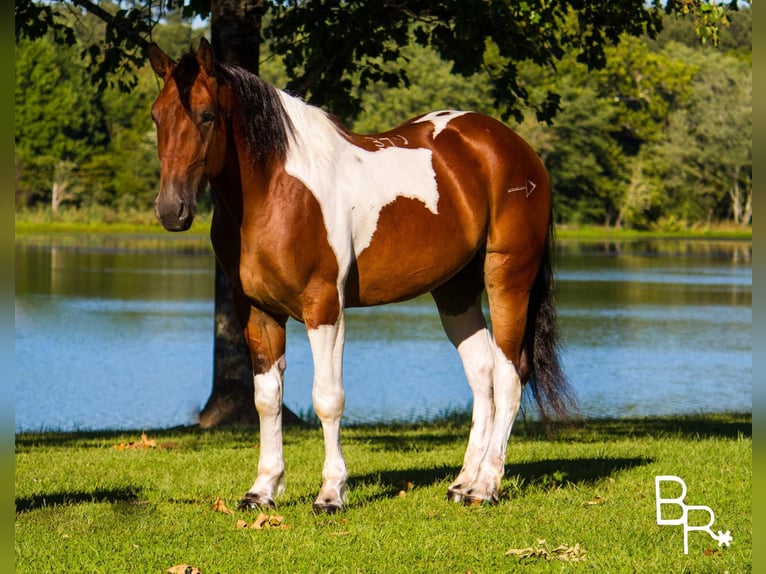 American Quarter Horse Gelding 6 years 15,2 hh Tobiano-all-colors in Mt Grove MO