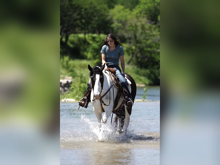 American Quarter Horse Gelding 6 years 15,2 hh Tobiano-all-colors in Stephenville TX