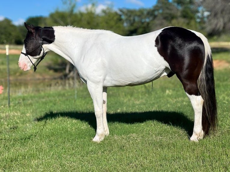 American Quarter Horse Gelding 6 years 15,2 hh Tobiano-all-colors in Stephenville TX