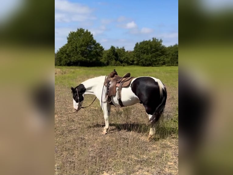 American Quarter Horse Gelding 6 years 15,2 hh Tobiano-all-colors in Stephenville TX