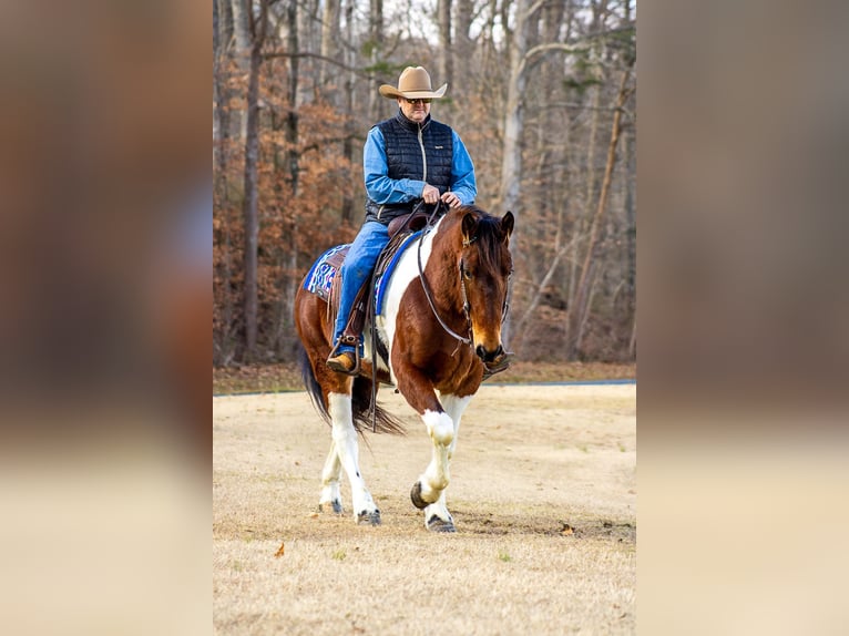 American Quarter Horse Gelding 6 years 15,2 hh Tobiano-all-colors in Mountain Grove MO