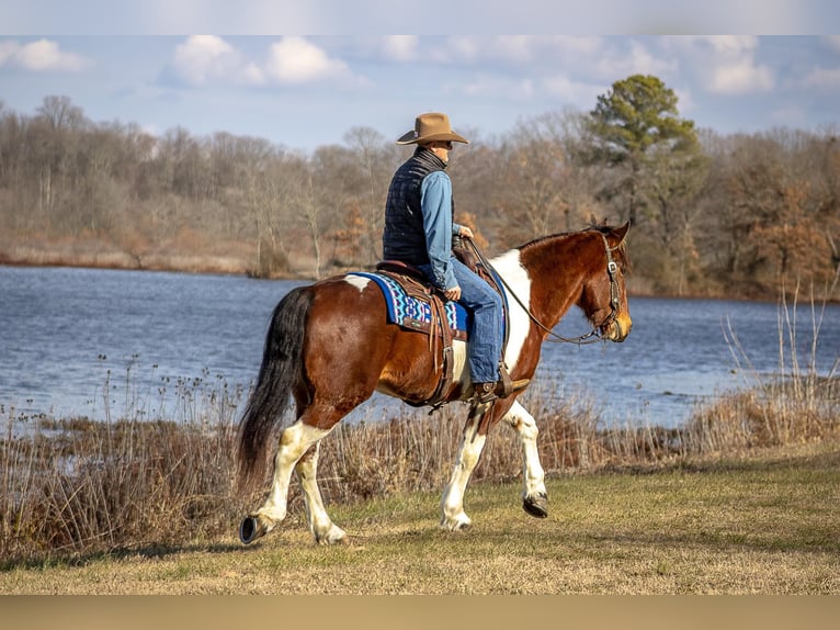 American Quarter Horse Gelding 6 years 15,2 hh Tobiano-all-colors in Mountain Grove MO