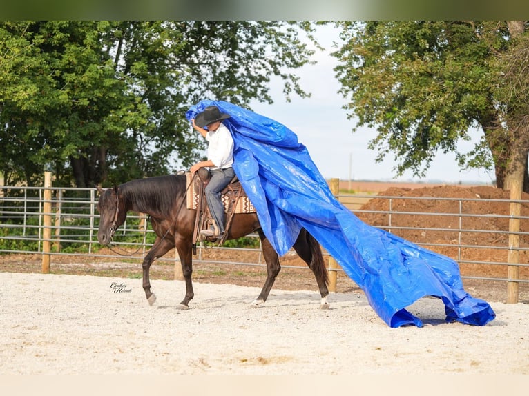 American Quarter Horse Gelding 6 years 15,3 hh Black in Independence