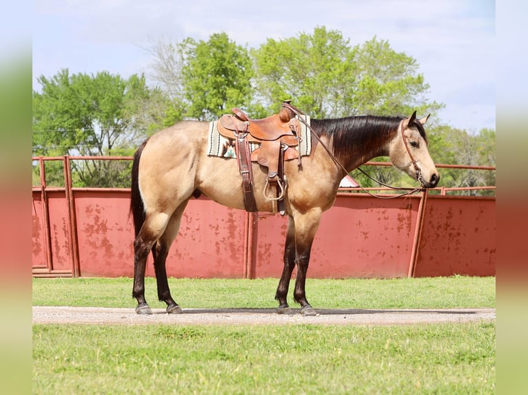 American Quarter Horse Gelding 6 years 15,3 hh Buckskin in Grand Saline