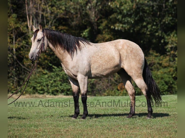 American Quarter Horse Gelding 6 years 15.3 hh Buckskin in Mount Vernon