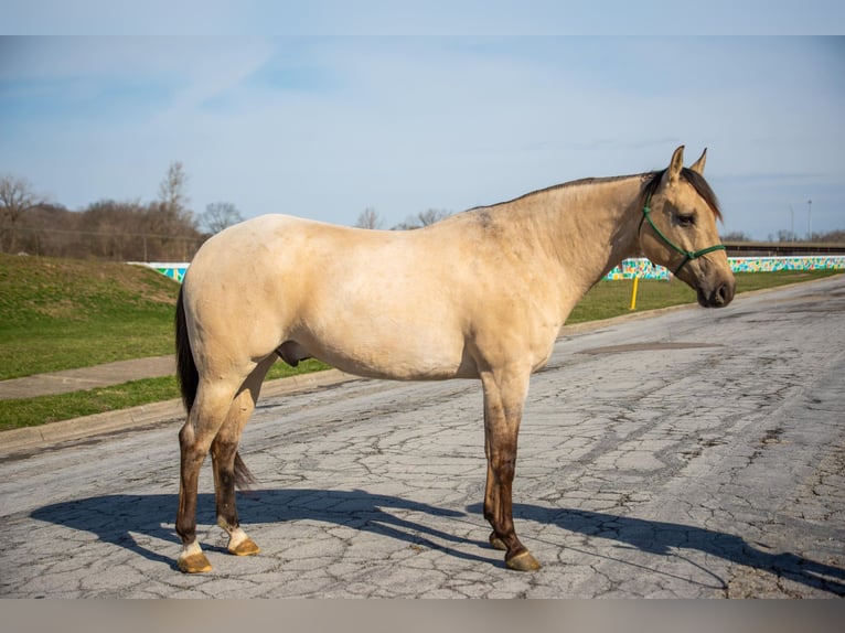 American Quarter Horse Gelding 6 years 15,3 hh Dun in Middletown OH