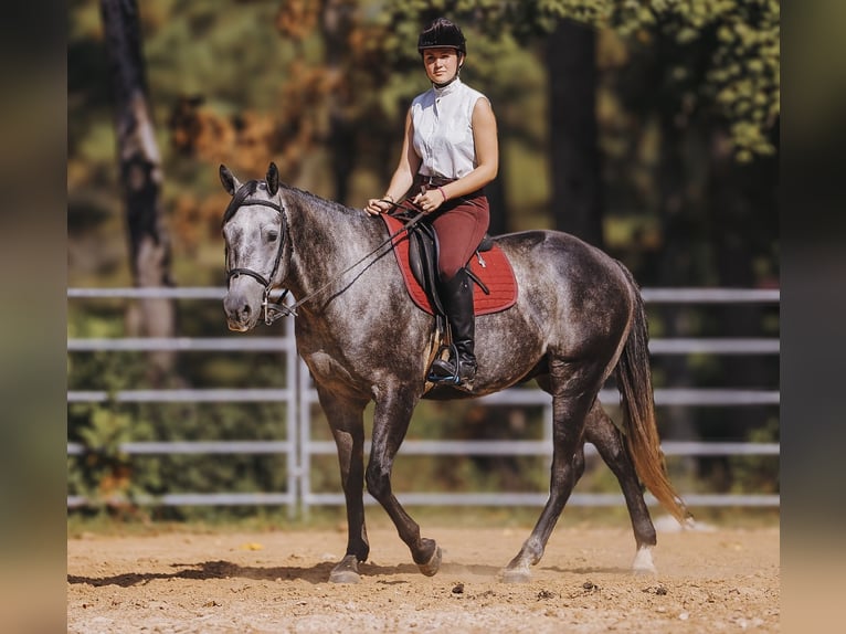 American Quarter Horse Gelding 6 years 15,3 hh Gray in Lyles, TN