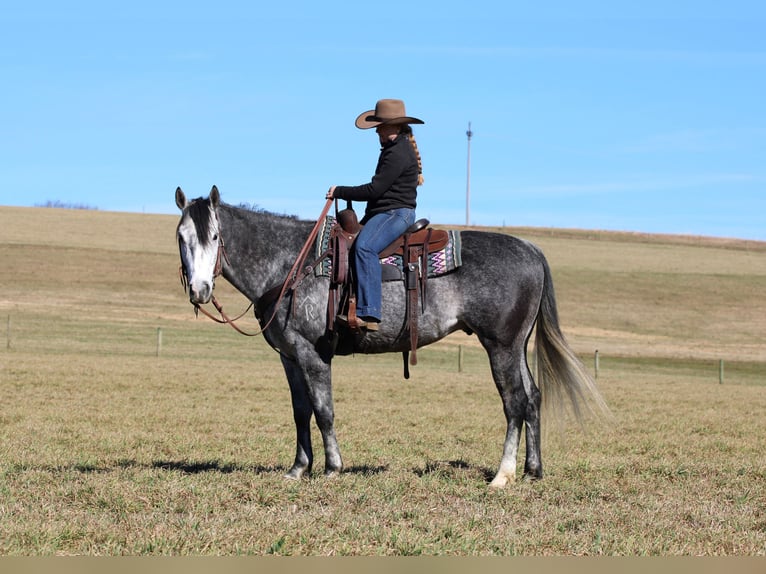 American Quarter Horse Gelding 6 years 15.3 hh Grey in Clarion